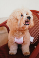 Cute, cheerful, ginger Cavapoo or Cockapoo dog sitting at the table. A hybrid breed of Cocker Spaniel and Poodle.
