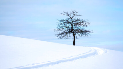 Fototapeta premium Minimalist winter landscape photograph featuring a solitary, leafless tree on a snow-blanketed hill under a pale, overcast sky