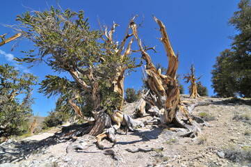 Great Basin bristlecone pine found in the higher mountains of California in Schulman Grove Inyo natural forest