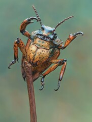 high definition visual of a frog leg beetle sagra sp on stalk a frog leg beetle closeup