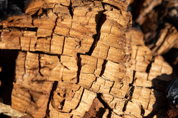 Close-Up of Charred Tree Bark After Wildfire
