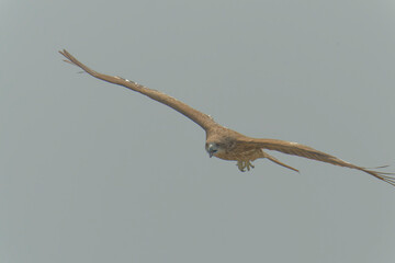 Bird of Prey Gliding in the Sky
