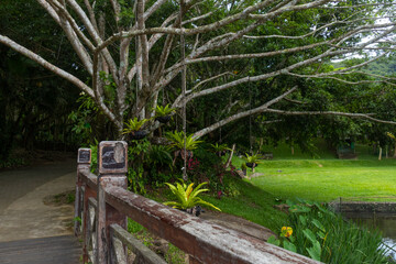 Travel through the thickets of Yanoda Park, Hainan