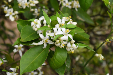 Blossoming orange tree flowers, orange blossoms, Spring harvest, closeup of Orange tree branches...