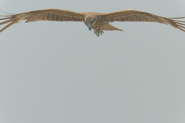 Black kite is flying