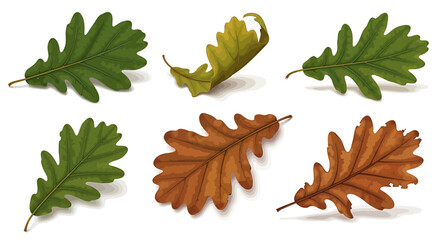 Autumn oak leaves illustration