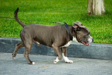 staffordshire bull terrier