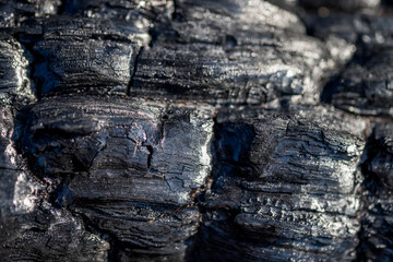 Close-Up of Charred Tree Bark After Wildfire