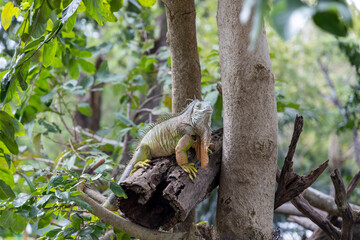 Iguana on a tree in a tropical forest, crawling along the trunk with bright green color