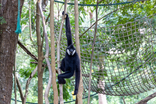 Gibbon hanging on a tree branch in a tropical forest, with fruit in its hands