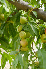 Fresh young unripe nectarine fruits on a tree branch with leaves closeup, A bunch of unripe...