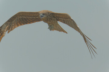 Black kite is flying