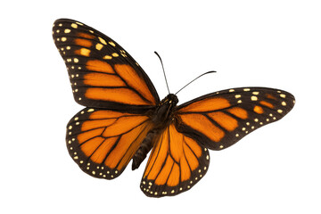 Fototapeta premium Beautiful monarch butterfly with spread wings, isolated on transparent background, ready for easy integration into any design project