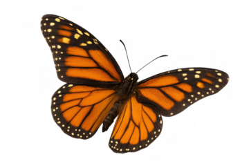 Beautiful monarch butterfly with spread wings, isolated on transparent background, ready for easy integration into any design project