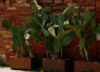Prickly pear cacti against brick wall in rectangular planters outdoors