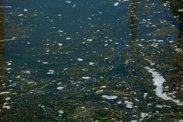 Polluted water surface with algae and debris