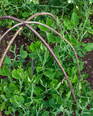 Green Pea Plants with Rustic Twig Trellis – Organic Vegetable Garden Photography