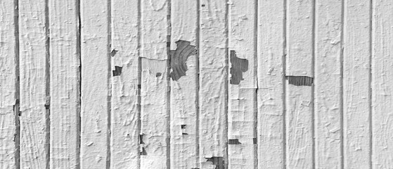 Wooden fence as white background. fence is old and has a lot of peeling paint and has rough texture background for  web banner template page.