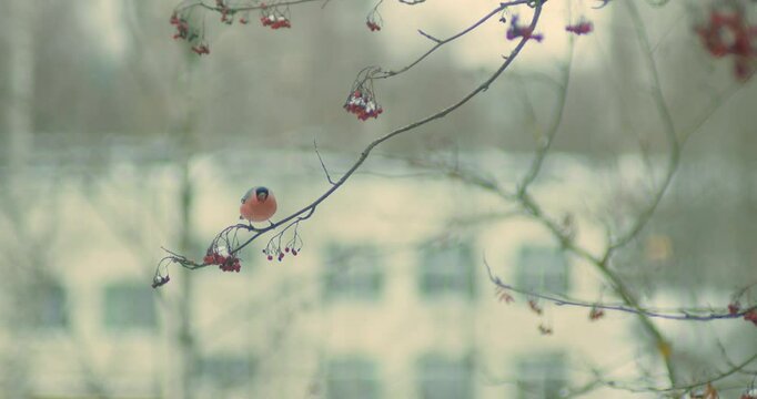 A bullfinch sits on a branch and eats a rowan tree against the background of a city building