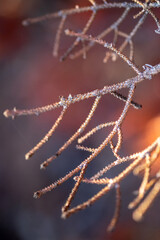 Dry Conifer Tree Branches After Wildfire