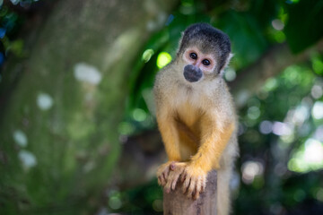 A charming squirrel monkey with an inquisitive gaze in its natural habitat in Ishigaki.