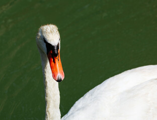Graceful white swan gliding on serene green water surface