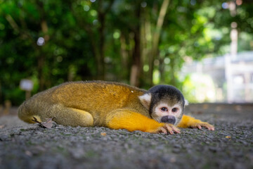 A charming squirrel monkey relaxes on the ground, captivating with its curious gaze and natural beauty in Ishigaki.