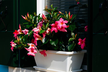 Vibrant pink dipladenia flowers in white planter with lush green foliage