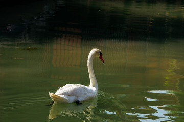 Graceful swan gliding on tranquil pond water in sunlit park