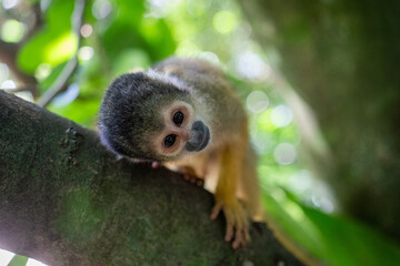 This adorable squirrel monkey is curiously looking directly at the camera while perched on a tree branch in Ishigaki.