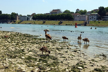 Nilgänse am Rhein in Basel