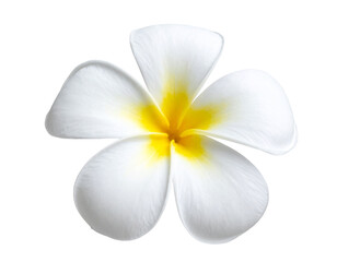  Tiare Flower with White Petals Isolated on Transparent Background PNG