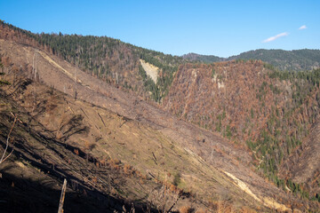 Scorched Forest Landscape After Wildfire in Mountain Valle