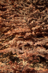 Dry Conifer Tree Branches After Wildfire