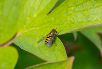 Hoverfly with yellow and black stripes rests on a vibrant green leaf
