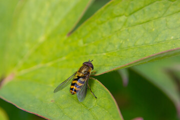 Hoverfly with yellow and black stripes rests on a vibrant green leaf