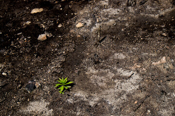 Burnt Soil Texture After Wildfire