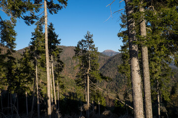 Sunlit Pine Trees in Dense Mountain Forest
