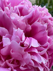 Vertical pink rose flower texture in sunlight close up