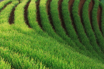 Pattern of green onion terraces on the hillside, West Java, Indonesia.