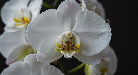 白蘭の優雅な花びら 柔らかな光が優しく包む 神秘的な美しさ. AI Generated