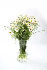 Beautiful chamomile flowers in glass vase on white background