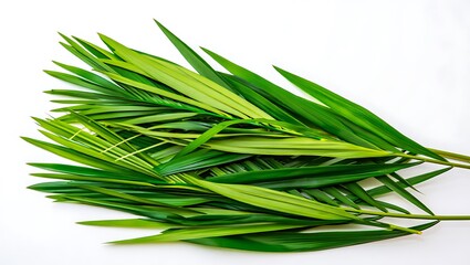Fototapeta premium A bunch of long green leaves are placed on a white background in a studio setting with bright lighting