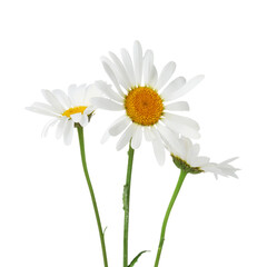 Many beautiful chamomile flowers isolated on white