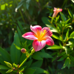 Fototapeta premium Künstlerische Makroaufnahme einer rosa Blüte mit Tropfen