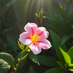 Fototapeta premium Künstlerische Makroaufnahme einer rosa Blüte mit Tropfen