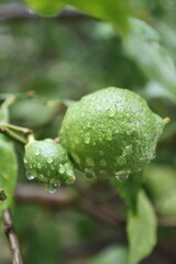 Green unripe lemon. Drops after rain .High quality photo