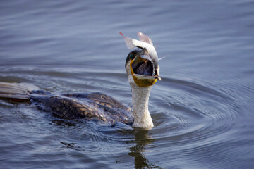 Waterfowl eats fish at Lake Nakuru National Park in Kenya, Africa