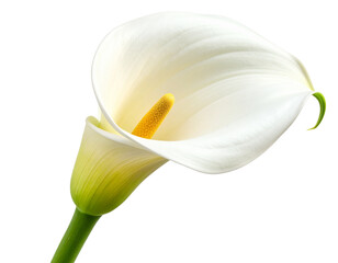 Pressed Calla Lily Flower Botanical Specimen, isolated on transparent background.