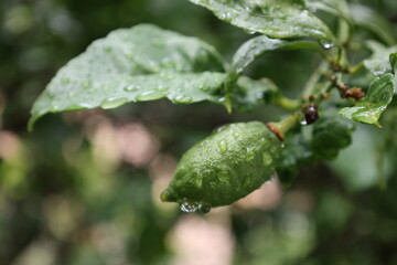 Green unripe lemon. Drops after rain .High quality photo